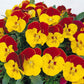 50 Pansy Seeds Faces Red Bicolor Pansies