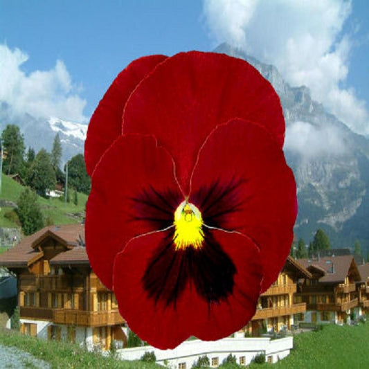50 Pansy Seeds Giant Clear Ruby Flower Seeds