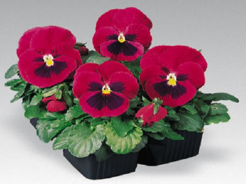 Pansy Seeds Inspire Plus Carmine W Blotch 50 Flower Seeds