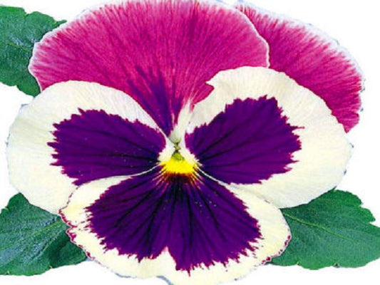 50 Pansy Seeds Massive Blue Cap Flower Seeds