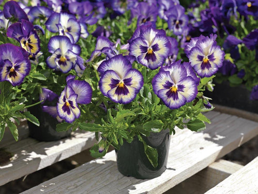 Wonderfall Blue Picotee Shades Pansy Seeds 25 Trailing Pansy Seeds