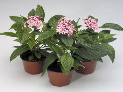 pentas plant seeds Pentas Seeds Kaleidoscope Appleblossom Pelleted Seeds 15 thru 100 Seeds