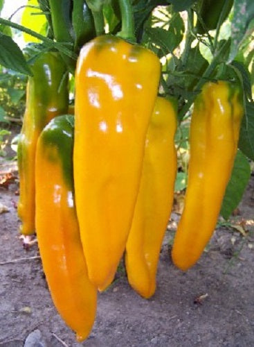 Pepper Seeds Golden Marconi Sweet Pepper 25 thru 1,000 Seeds