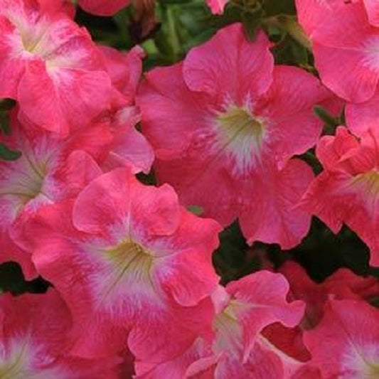 Petunia Seeds Dreams Coral Morn 50 thru 1,000 Pelleted Seeds