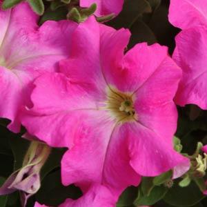 Petunia Seeds 50 Pelleted Seeds Dreams Fuschia