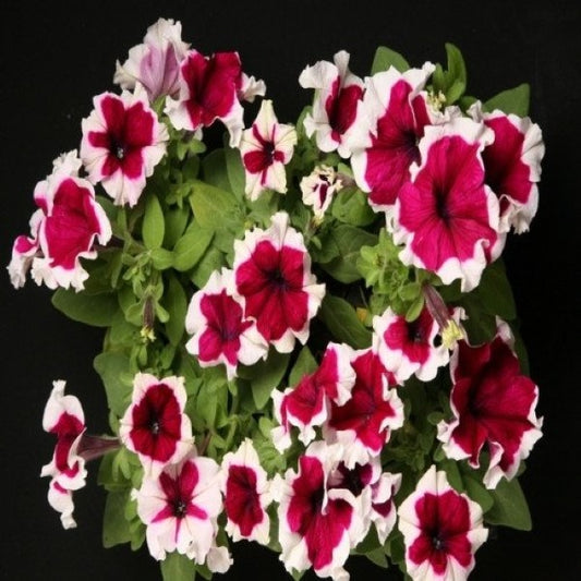 Petunias Seeds Hula Hoop Burgundy 50 Pelleted Seeds Hulahoop Petunia