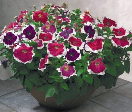 Petunias Seeds Hulahoop Mix 50 Pelleted Seeds Hulahoop Petunia
