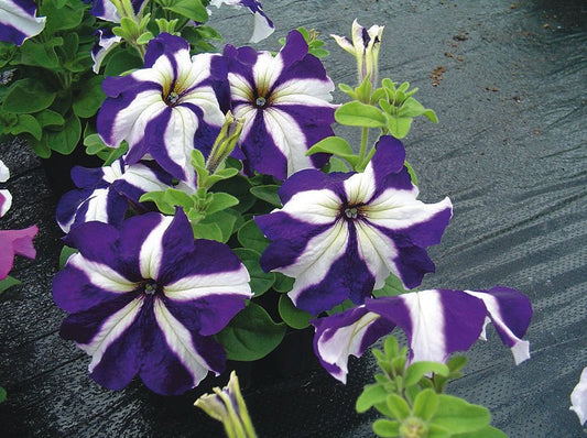 Tango Blue Star Petunia Seeds 25 thru 1,000 Pelleted Petunia Seeds