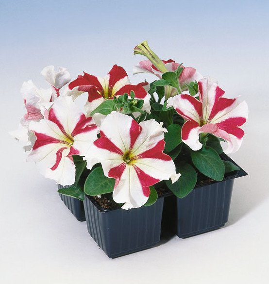 Tango Red Star Petunia Seeds 25 thru 1,000 Pelleted Petunia Seeds