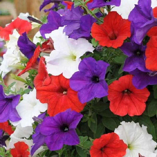 Trailing Petunia Seeds Easy Wave Flag Mix 15 thru 100 Pelleted Petunia Seeds