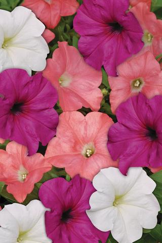 Trailing Petunia Seeds Easy Wave Gelato Mix 15 thru 100 Bulk Pelleted Petunia Seeds