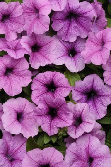 Trailing Petunia Seeds Easy Wave Plum Vein 15 thru 100 Pelleted Petunia Seeds