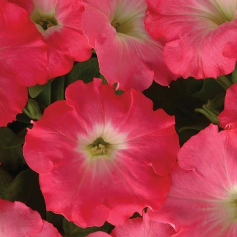 Trailing Petunia Seeds Easy Wave Rosy Dawn 15 thru 100 Pelleted Petunia Seeds