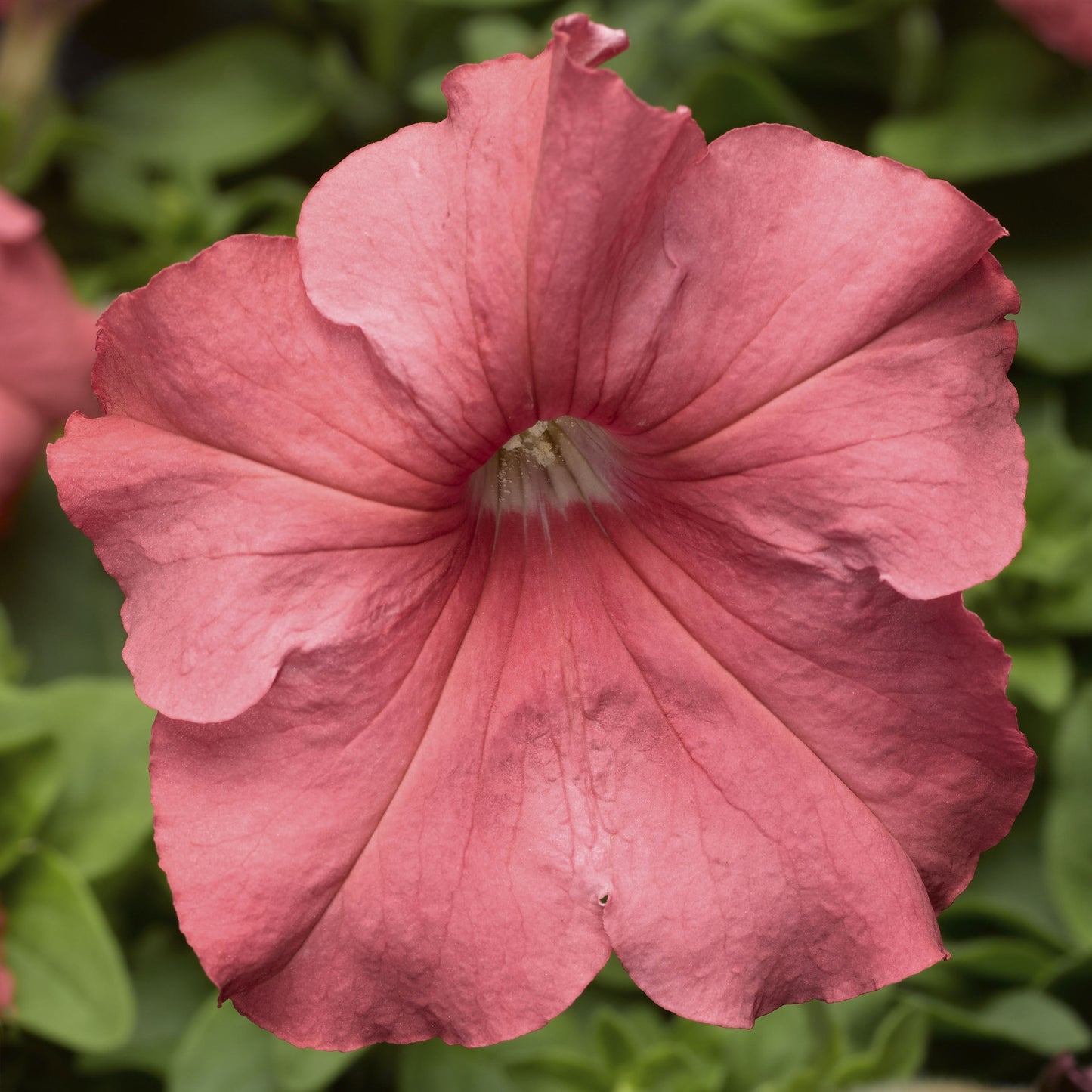 Petunias Seeds Tritunia Salmon 50 Pelleted Seeds