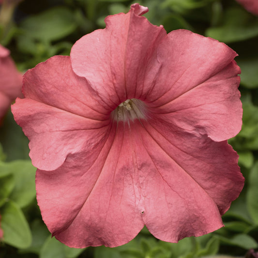 Petunias Seeds Tritunia Salmon 50 Pelleted Seeds
