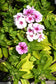 25 Phlox Seeds Phlox 21st Century Rose Star Phlox Drummondii