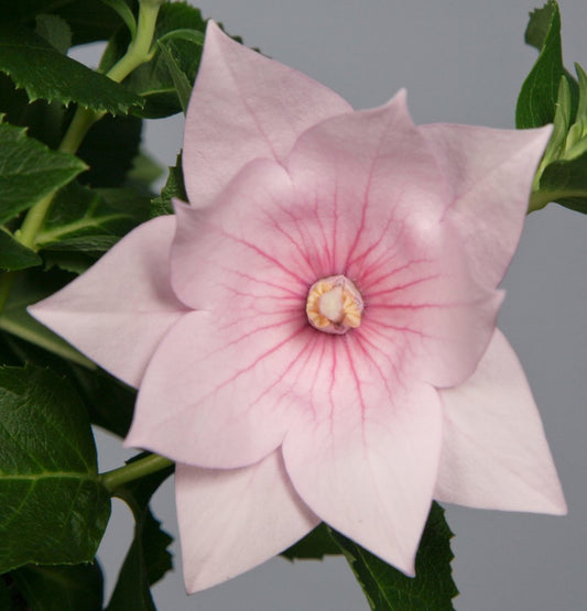 Platycodon Seeds Astra Semi Double Pink 50 Balloon Flower Seeds