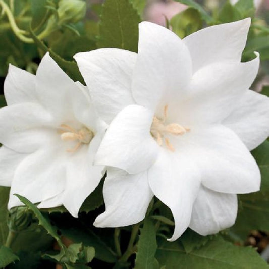 Platycodon Seeds Astra Semi Double White 50 Balloon Flower Seeds