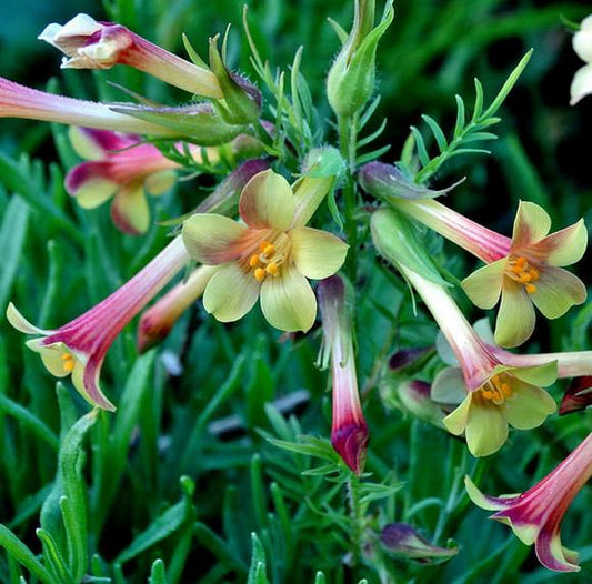 Polemonium Seeds Sulphur Trumpets Seeds Jacobs Ladder 50 Seeds