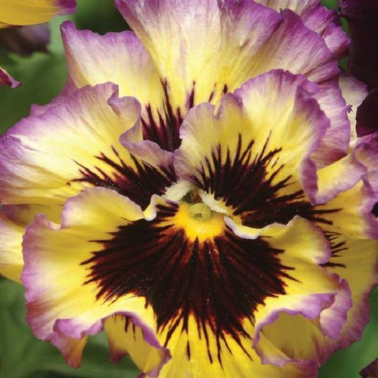 Pansy Seeds Frizzle Sizzle Lemon Berry 50 Flower Seeds