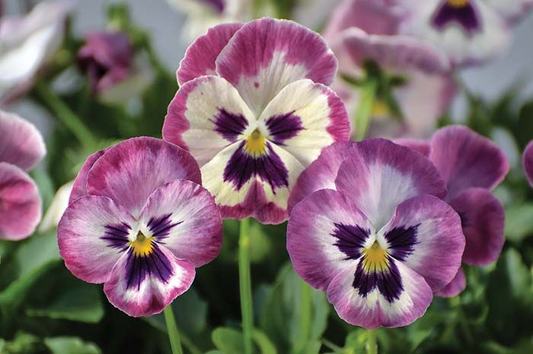 Wonderfall Pansy Seeds 25 Wonderfall Rose Trailing Pansy Seeds