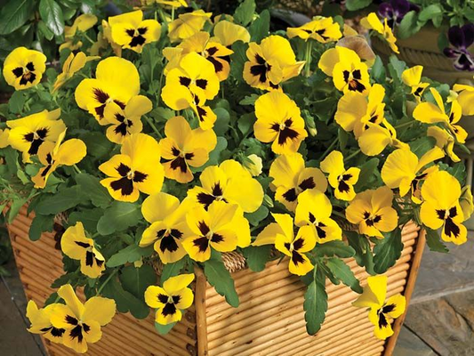 Wonderfall Pansy Seeds 25 Wonderfall Yellow Blotch Trailing Pansy Seeds