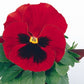 50 Pansy Seeds Character Red With Face Flower Seeds
