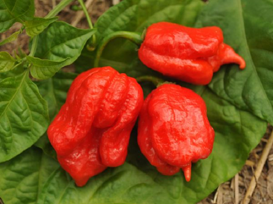Hot Pepper Seeds Scorcher Pepper Ghost Screaming Red 15 Seeds