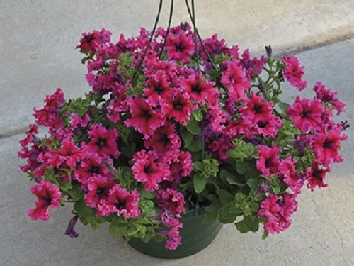 Pelleted petunia seeds Espresso Frappe Rose petunia 25 thru 500 pelleted seeds