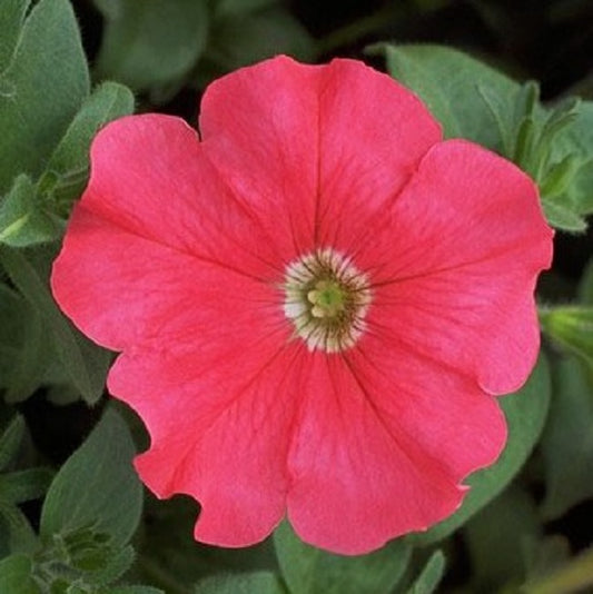 Petunia Seeds Petunia Explorer Coral 25 Pelleted Seeds