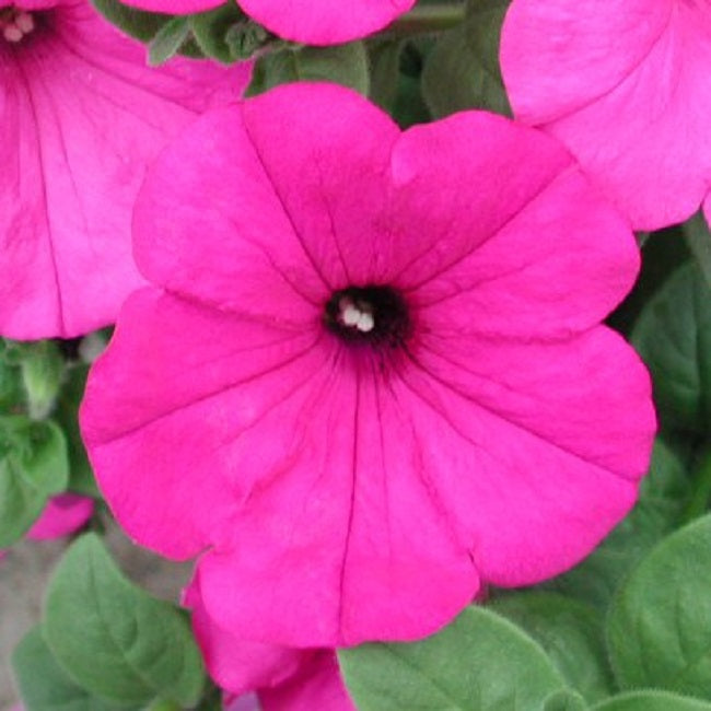 Petunia Seeds Petunia Explorer Lavender 25 Pelleted Seeds
