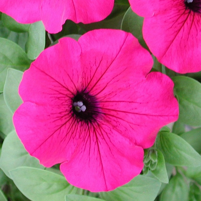Petunia Seeds Petunia Explorer Magenta 25 Pelleted Seeds