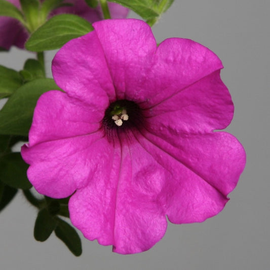 Petunia Seeds Petunia Explorer Purple 25 Pelleted Seeds