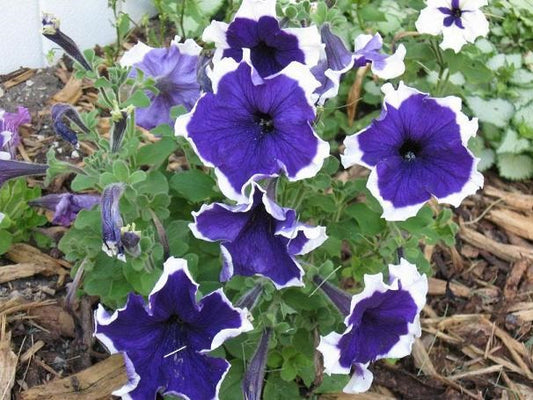 Pelleted Petunia Seeds 25 thru 1,000 Pelleted Seeds Frost Blue