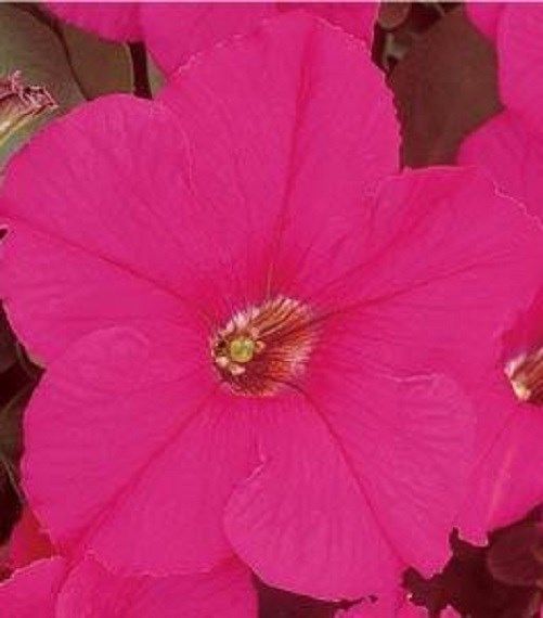 Petunia Seeds Supercascade Rose 25 thru 500 Pelleted Petunia Seeds