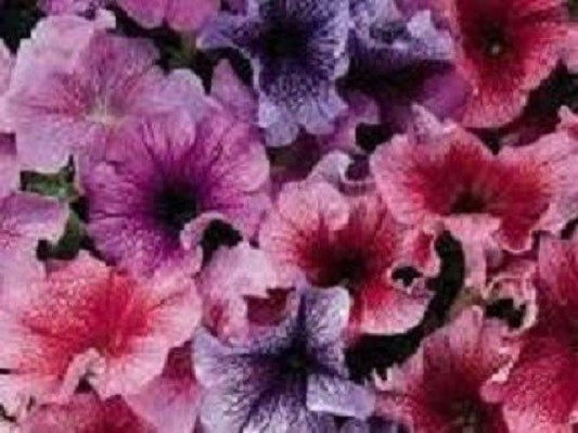 Petunia Seeds 25 thru 1,000 Pelleted Seeds Petunia Daddy Mix