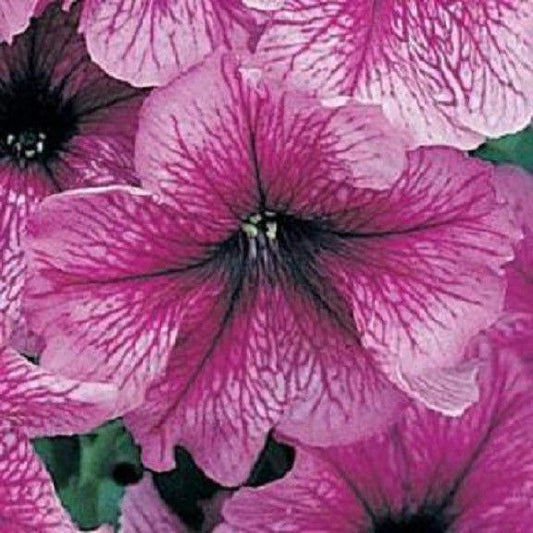 Petunia Seeds 25 thru 1,000 Pelleted Seeds Petunia Daddy Sugar