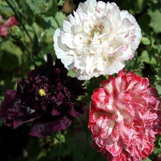 500 Poppy Seeds Peony Antique Shades Flower Seeds Papaver Seeds