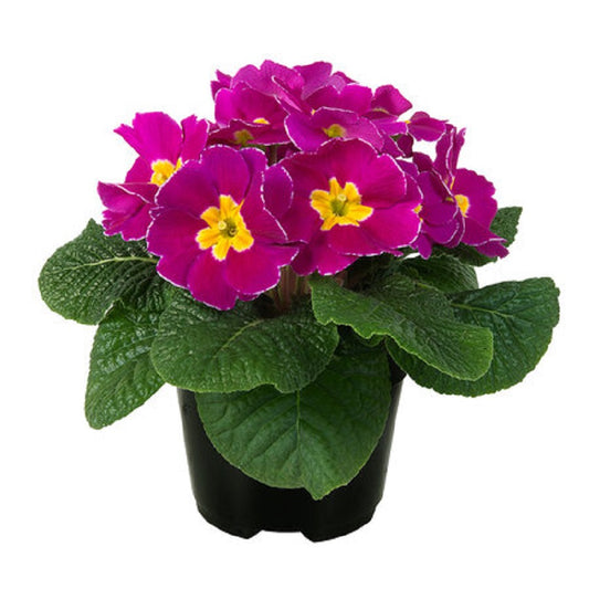 Primula Seeds Paradiso Early Carmine Bicolor 50 Primrose Seeds