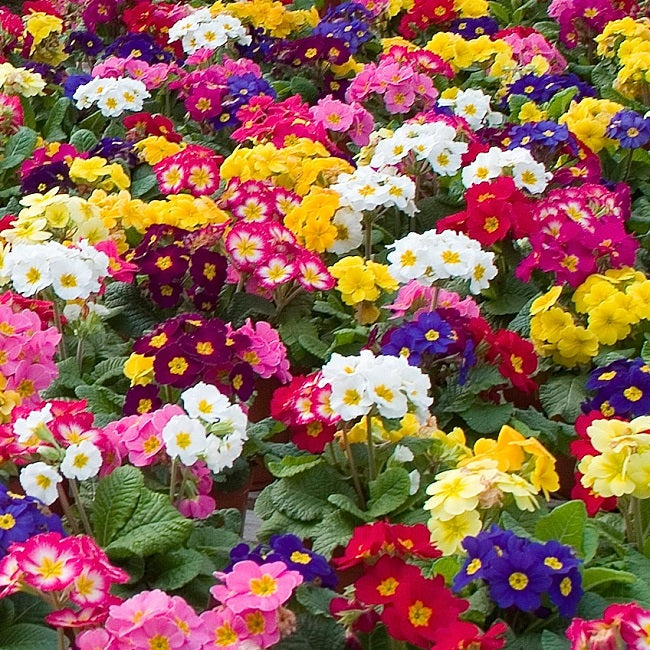 Primula Springtime Mix Best Primula Seeds for Sale | Primrose Plant Seeds for Planting ...