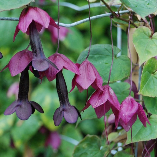 Rhodochiton Bell Vine Seeds Purple Bell Vine 25 thru 100 Seeds