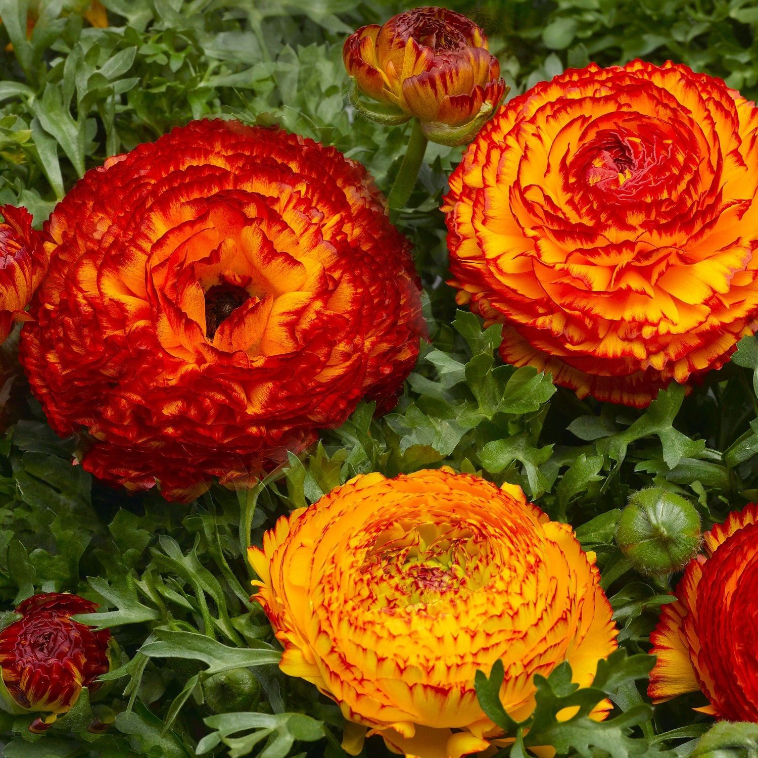 Mache Orange Ranunculus Ranunculus Seeds Mache Fire 25 Seeds Pelleted Seeds – trailingpetunia.com