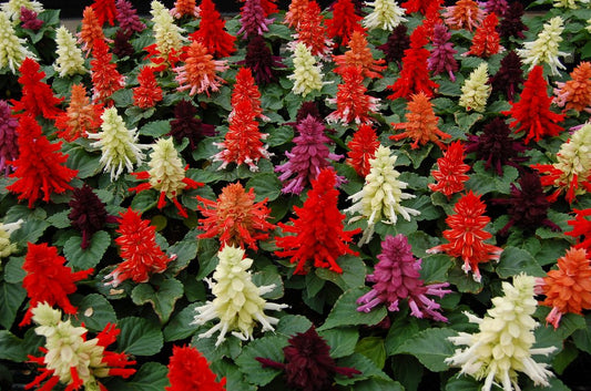 Salvia Seeds Reddy Mix 50 Annual Flower Seeds