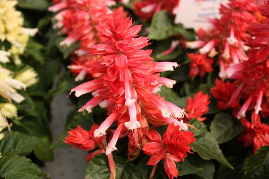 Salvia Reddy Pink 25 thru 500 Salvia Seeds Bulk Seeds