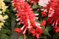 Salvia Seeds Reddy Pink 50 Annual Flower Seeds