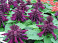 Salvia Seeds Reddy Purple 50 Annual Flower Seeds