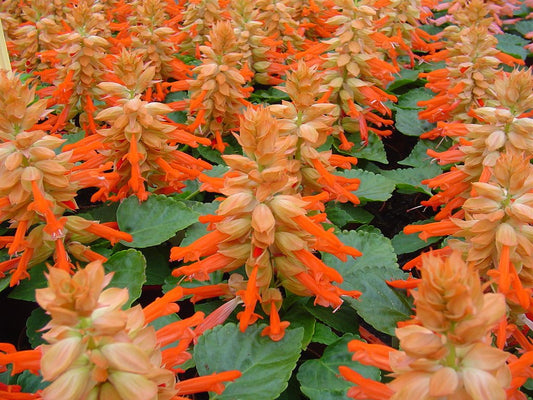 Salvia Seeds Reddy Salmon 50 Annual Flower Seeds