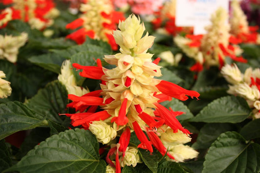 Salvia Seeds Reddy White Surprise 50 Annual Flower Seeds