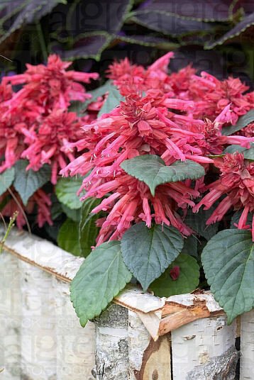 500 Bulk Salvia Seeds Vista Rose