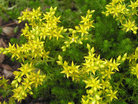 Sedum Seeds 5,000 Acre Golden Carpet Succulent Seed